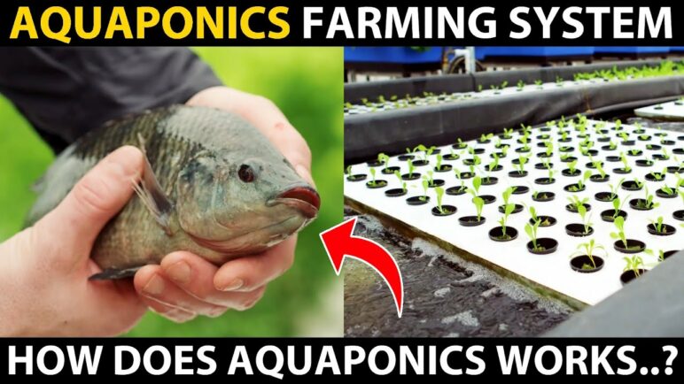 AQUAPONICS FARMING SYSTEMS | What is Aquaponics? How does it Works?